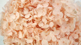 Hortensia preservada Anna - 1 cabeza - Melocotón