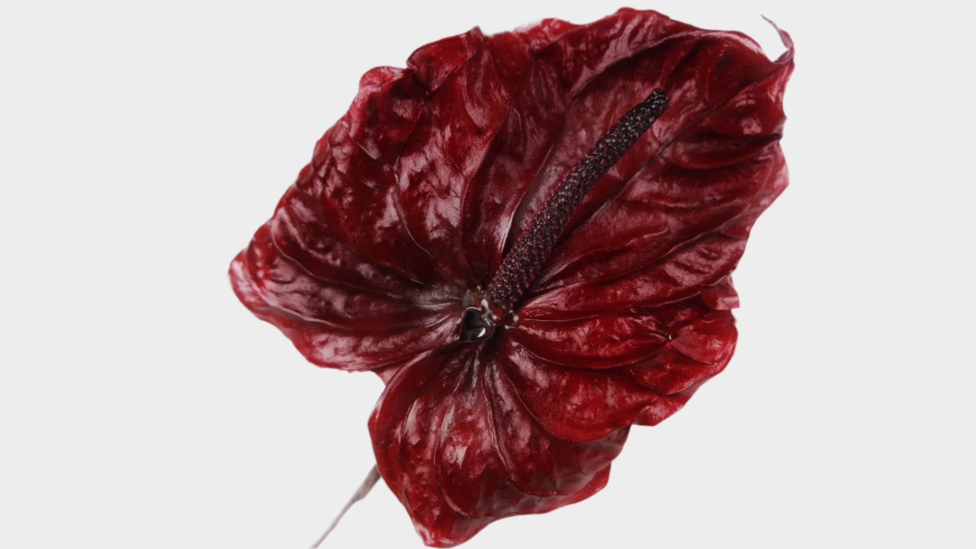 anthurium rouge feuilles marron Anthurium stabilisé Earth Matters - 3 pièces