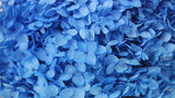 Preserved hydrangea Anna - 1 head - Blue