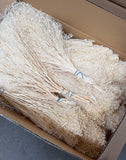 Broom Bloom séché - 2 kg - Ivoire