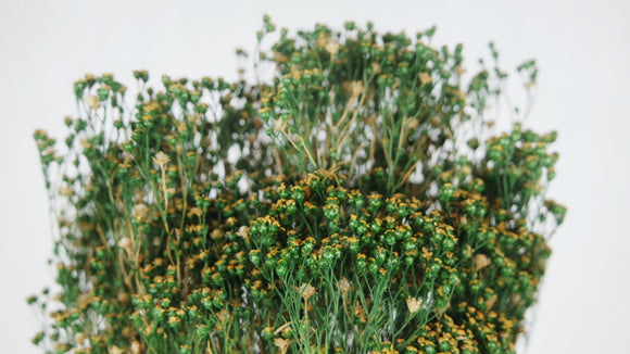 Broom Bloom séché - 1 botte - Couleur naturelle