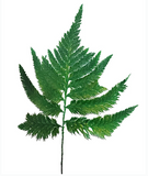 Fougère colombienne stabilisée - 10 tiges - Vert