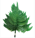 Fougère colombienne stabilisée - 10 tiges - Vert