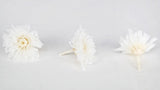 Chrysanthème small Kotonegiku stabilisé Earth Matters - 9 têtes - White 010