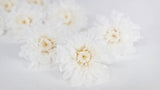 Chrysanthème small Kotonegiku stabilisé Earth Matters - 9 têtes - White 010