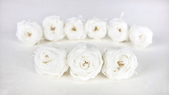 Roses stabilisées Cocotte Earth Matters - 9 têtes - White 011
