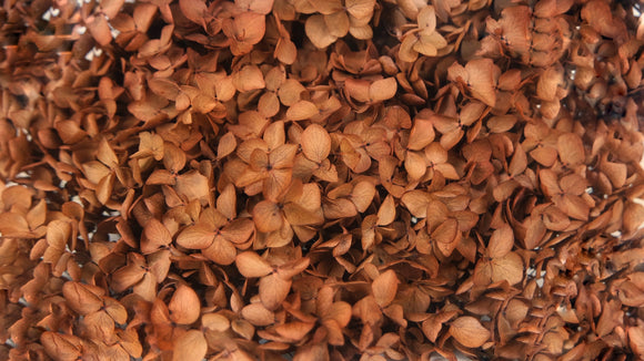 Hortensia stabilisé Anna - 1 tête - Coffee