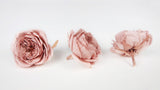 English roses preserved Elena Earth Matters - 6 heads - Mauve pink 192