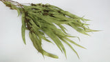 Eucalyptus exotica stabilisé Earth Matters - 1 botte - Spring green 781