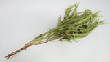 Eucalyptus exotica stabilisé Earth Matters - 1 botte - Spring green 781