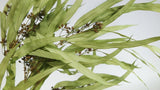 Eucalyptus exotica stabilisé Earth Matters - 1 botte - Spring green 781