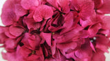 Preserved hydrangea - 1 head - Fuchsia