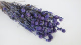 Gomphrena - 1 botte - Violet foncé