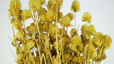 Gomphrena - 1 botte - Jaune