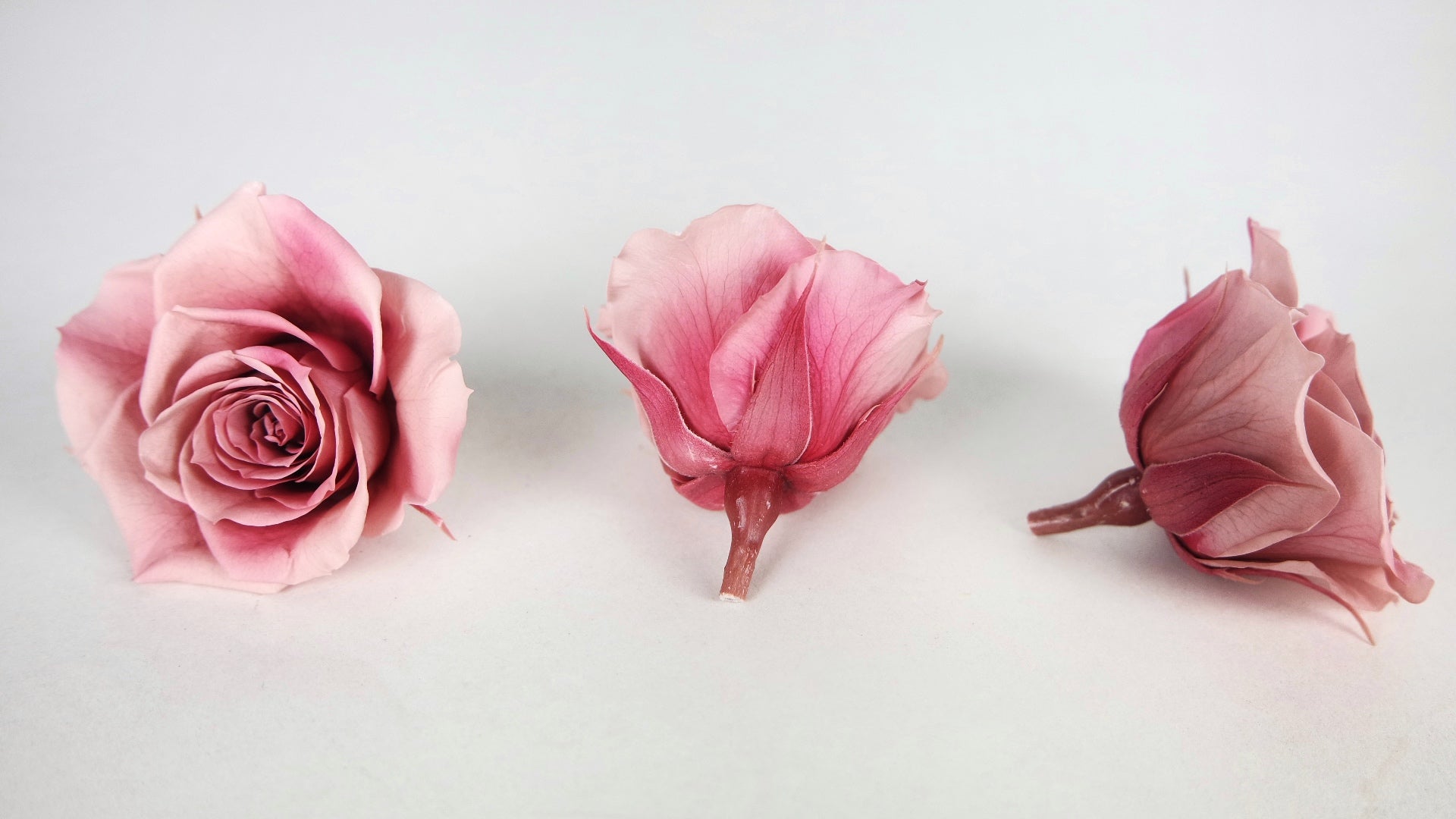 Roses stabilisées Grandeur Small Earth Matters - 8 têtes - Mauve pink 192