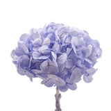 Hortensia stabilisé Kiara - 1 tête - Ice blue