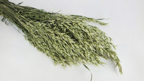 Avoine sechée - 1 botte - Couleur naturelle