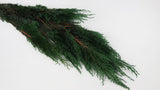 Zypresse Hiba konserviert Earth Matters - 2 Stück - Green 700