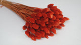 Phalaris - 1 Bund- Terracotta