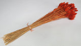 Phalaris - 1 Bund- Terracotta