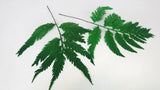 Fougère colombienne stabilisée - 10 tiges - Vert