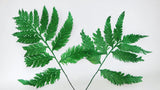 Fougère colombienne stabilisée - 10 tiges - Vert