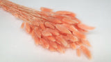 Lagurus getrocknet - 1 Bund - Peach nectar