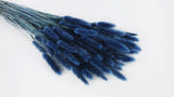 Lagurus getrocknet - 1 Bund - Kobaltblau