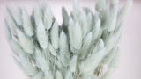 Bunny Tail Grass - 1 bunch - Light blue 