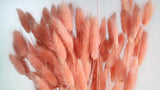 Lagurus getrocknet - 1 Bund - Peach nectar