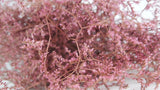 Limonium getrocknet - 1 Bund XL - Vintage rosa