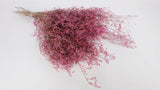 Limonium getrocknet - 1 Bund XL - Vintage rosa