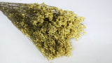 Limonium séché - 1 botte - Couleur naturelle jaune