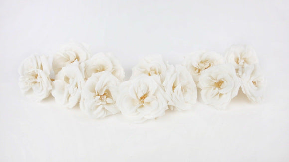 Roses stabilisées French Marianne Earth Matters - 12 têtes - Pure white 001
