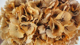 Dried hydrangea - 1 head - Mocha