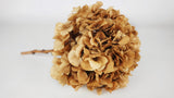 Preserved hydrangea - 1 head - Mocha
