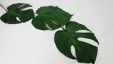 Monstera stabilisé - 3 petites feuilles - Vert