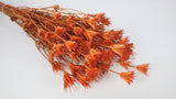 Nigelle orientale - 1 botte - Terracotta