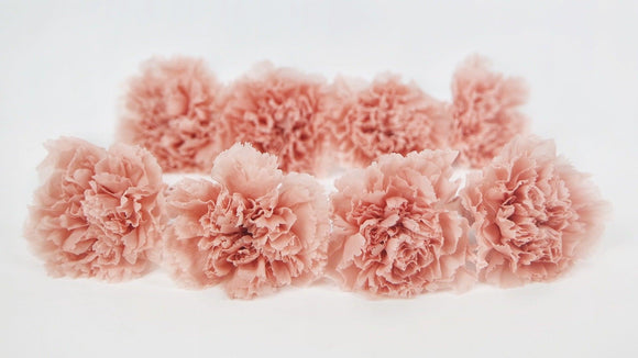 Carnations preserved Earth Matters - 8 pieces - Misty peach 373
