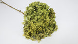 Preserved hydrangea Anna - 1 head - Olive green