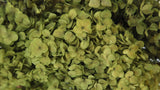 Preserved hydrangea Anna - 1 head - Olive green