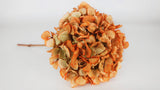 Dried hydrangea - 1 head - Orange