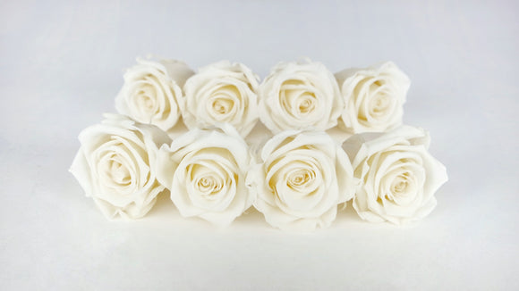 Roses stabilisées Kiara 5 cm - 8 têtes - Pearl white