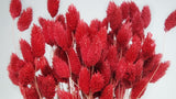 Phalaris séchés - 1 botte - Cranberry