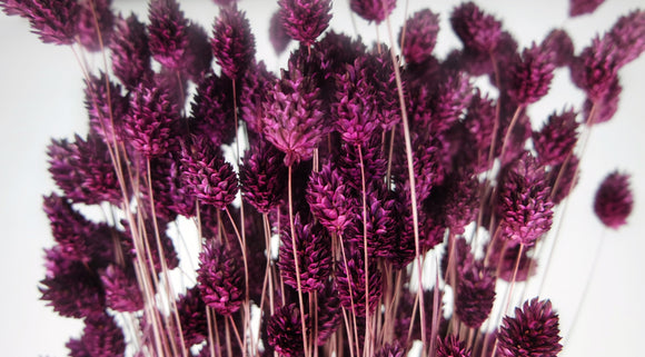 Phalaris séché - 1 botte - Prune