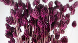 Phalaris séché - 1 botte - Prune