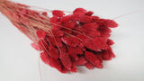 Phalaris séchés - 1 botte - Cranberry