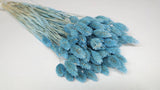 Dried phalaris - 1 bunch - Baby blue