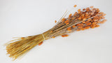 Phalaris séchés - 1 botte - Orange givré