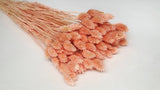 Phalaris getrocknet - 1 Bund - Peach nectar